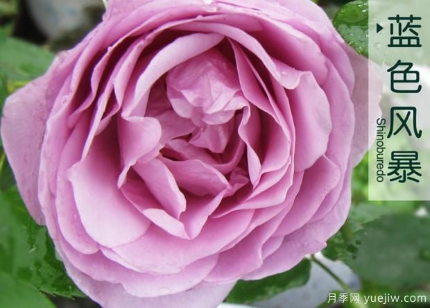 月季花有很多黃葉是怎么回事？(圖1)