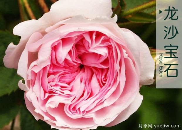 想讓月季長(cháng)得好 這些細節不能少(圖1)