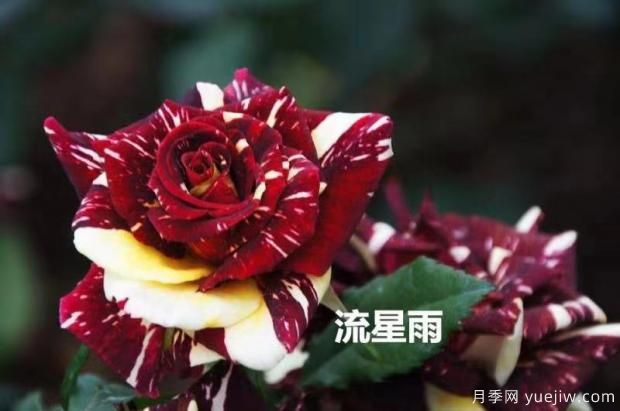 導致月季花黃葉常見(jiàn)的三個(gè)原因是什么？大花月季基地告訴你(圖1)