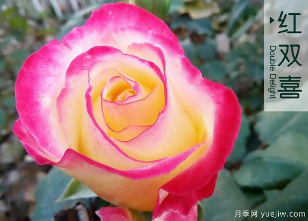 大花月季和豐花月季哪個(gè)更漂亮？二者有什么區別？(圖1)