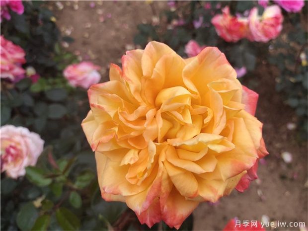 優(yōu)良品種的月季花，應該具備以下幾點(diǎn)特征(圖1)