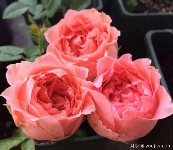 月季花，開(kāi)開(kāi)落落，無(wú)斷有續，將美艷演繹成長(cháng)久的絢麗(圖1)