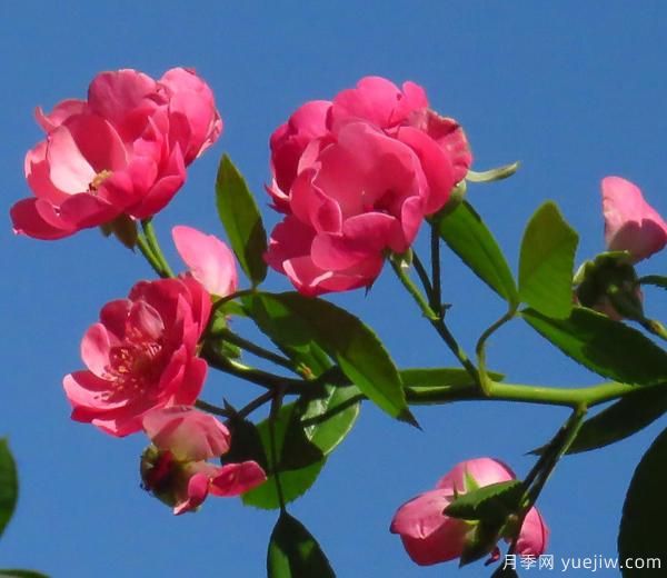 怎樣修剪枝干，能讓花越開(kāi)越多(圖1)