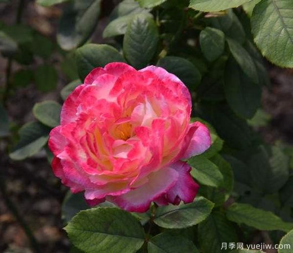 藤本月季修剪技巧簡(jiǎn)括分哪些？南陽(yáng)月季來(lái)解答(圖1)