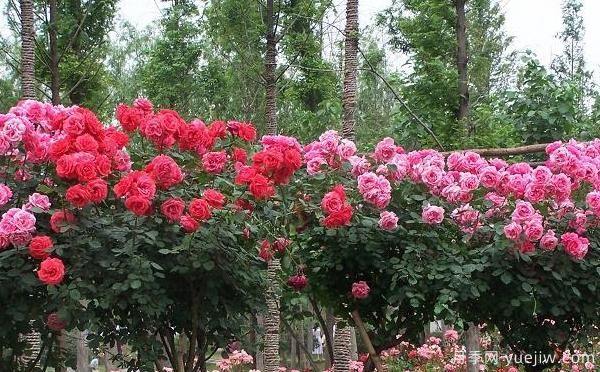 大花月季儲存也可做成干花呀，怎么處理呢？(圖1)