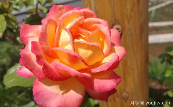 大花月季該怎樣修剪的呢？一起來(lái)看看吧(圖1)