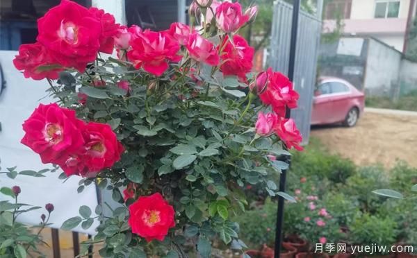 湖北大花月季怎樣管理，才多開(kāi)花？(圖1)