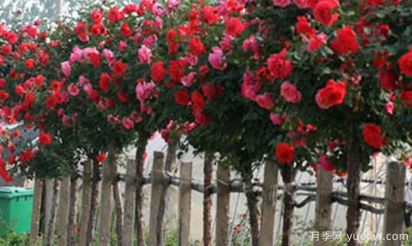 如何把棒棒糖月季能養成樹(shù)狀月季(圖1) 如何把棒棒糖月季能養成樹(shù)狀月季(圖1)