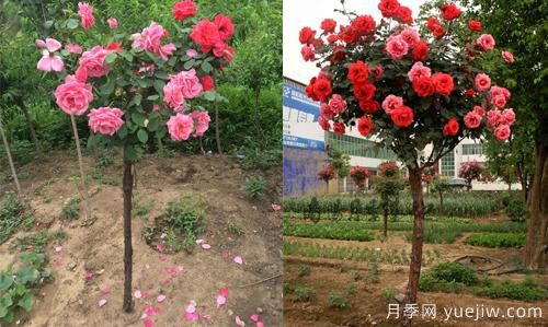 河南樹(shù)狀月季基地提醒，盡量別在網(wǎng)上購月季了(圖1)
