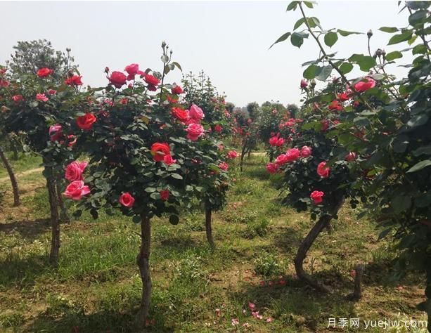 月季花如何做能快速進(jìn)入下一波花期？(圖1)