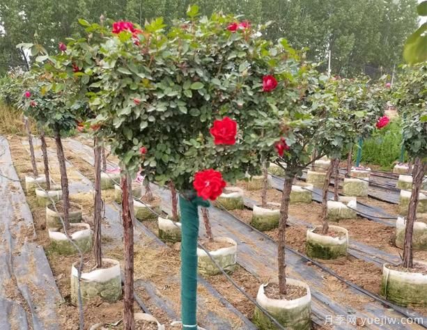 公園樹(shù)狀月季到什么時(shí)候重剪呢？(圖1)