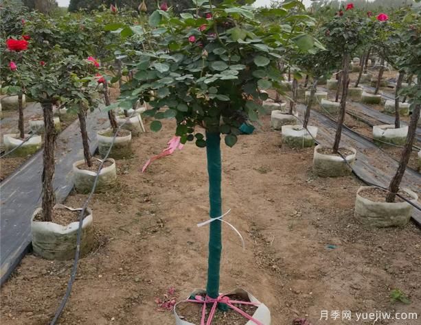 樹(shù)狀月季可能因為這幾點(diǎn)，而導致開(kāi)花不多？(圖1)