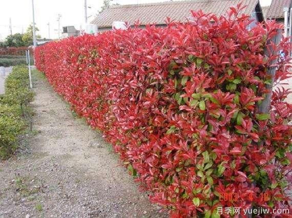 如何種植紅葉石楠？紅葉石楠種植技術(shù)(圖1)