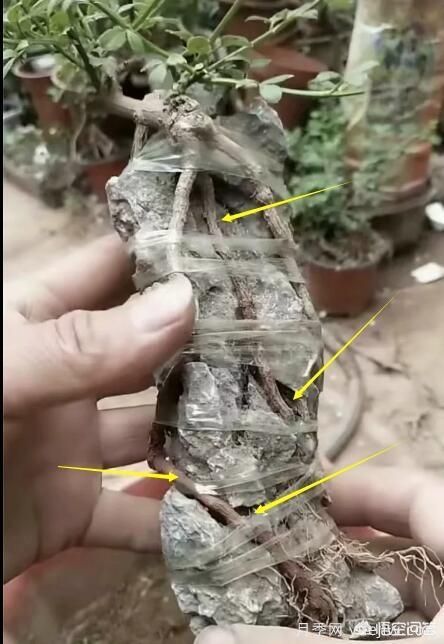 什么是山水盆景？山水盆景的形式有哪些？(圖7)