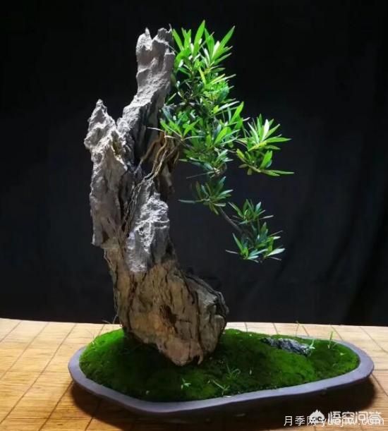 什么是山水盆景？山水盆景的形式有哪些？(圖9)