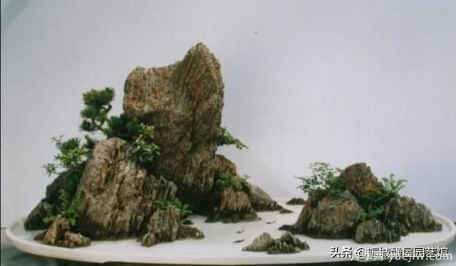 什么是山水盆景？山水盆景的形式有哪些？(圖4)