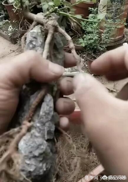 什么是山水盆景？山水盆景的形式有哪些？(圖6)