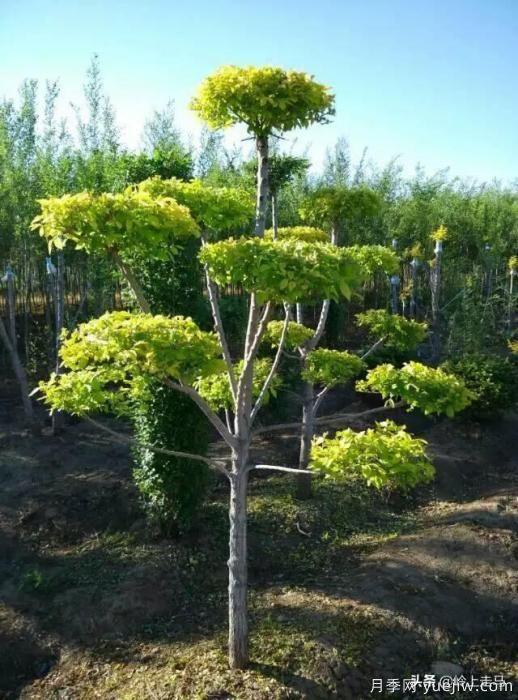 春季繁殖花卉苗木有哪幾種方法，如何來(lái)做你知道嗎？(圖10)