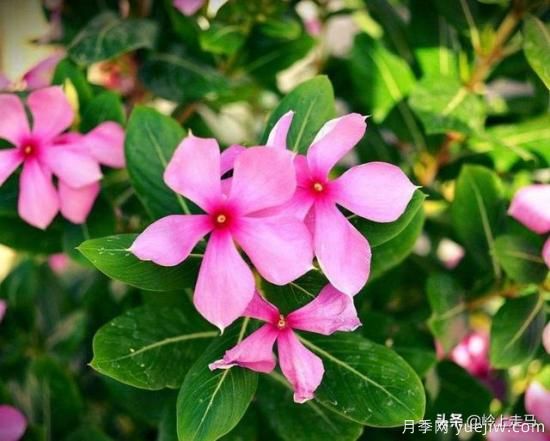 春季繁殖花卉苗木有哪幾種方法，如何來(lái)做你知道嗎？(圖11)