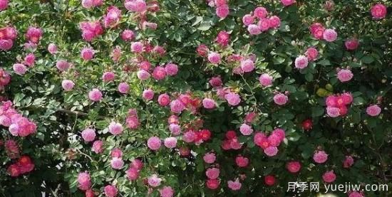 月季大藤本和小藤本都有哪些品種？栽種方式有沒(méi)有區別？(圖6)