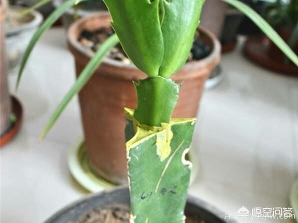 春季繁殖花卉苗木有哪幾種方法，如何來(lái)做你知道嗎？(圖4)