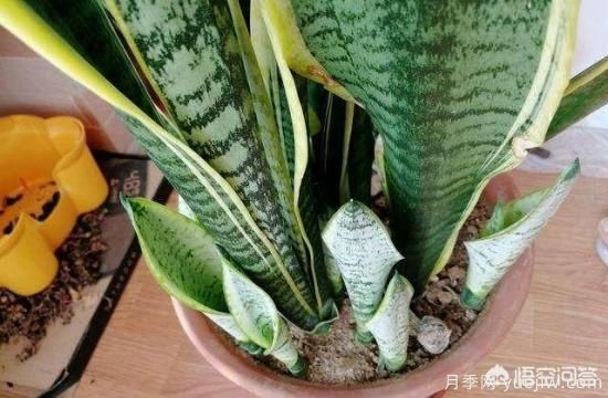 春季繁殖花卉苗木有哪幾種方法，如何來(lái)做你知道嗎？(圖5)