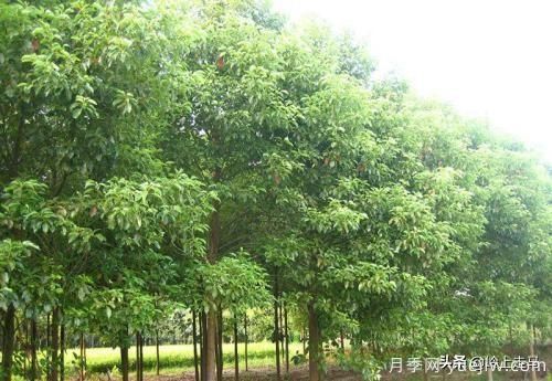 春季繁殖花卉苗木有哪幾種方法，如何來(lái)做你知道嗎？(圖8)