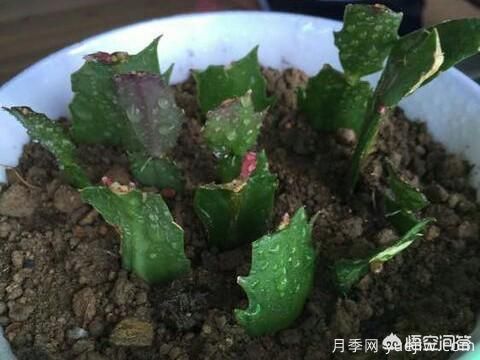 春季繁殖花卉苗木有哪幾種方法，如何來(lái)做你知道嗎？(圖7)