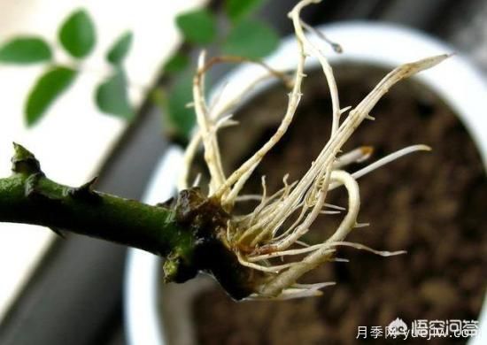 春季繁殖花卉苗木有哪幾種方法，如何來(lái)做你知道嗎？(圖6)