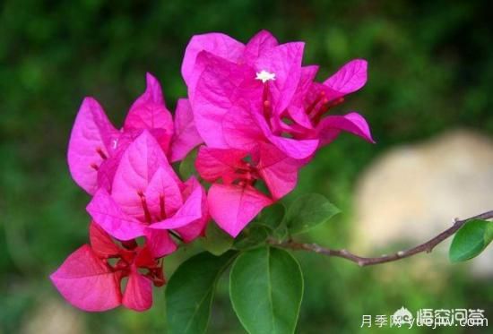 春季繁殖花卉苗木有哪幾種方法，如何來(lái)做你知道嗎？(圖1)