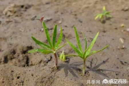 春季繁殖花卉苗木有哪幾種方法，如何來(lái)做你知道嗎？(圖2)