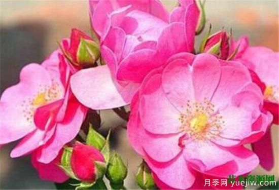 藤本月季哪個(gè)品種好 藤蔓月季耐寒嗎怎么養(圖1)
