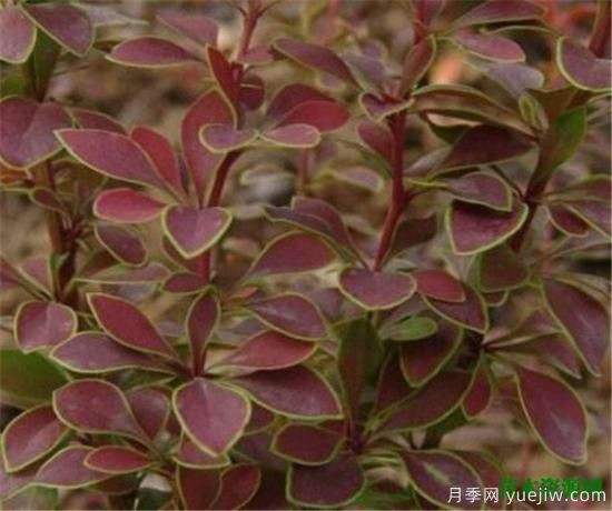 灌木植物種類(lèi)圖片有哪些 什么是灌木(圖3)