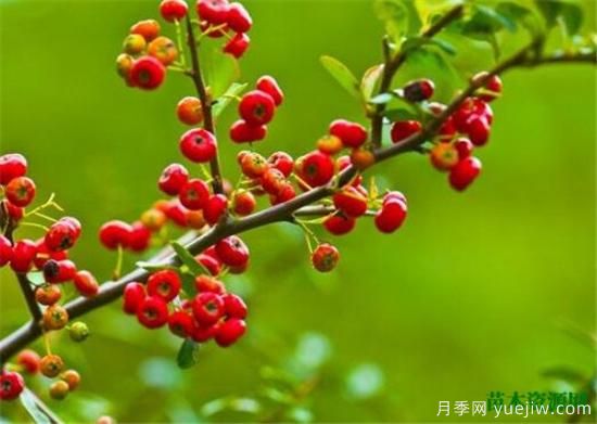 灌木植物種類(lèi)圖片有哪些 什么是灌木(圖2)