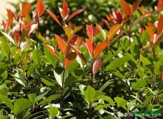 灌木植物種類(lèi)圖片有哪些 什么是灌木(圖1)