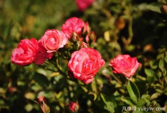 月季花有幾種顏色，月季花品種圖片大全(圖4)