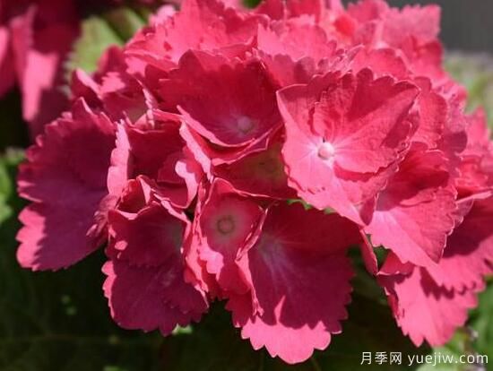 繡球花有哪些品種，繡球花品種圖片大全(圖3)