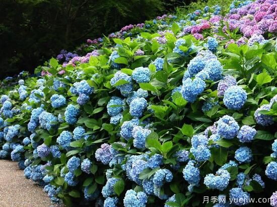 繡球花有哪些品種，繡球花品種圖片大全(圖1)