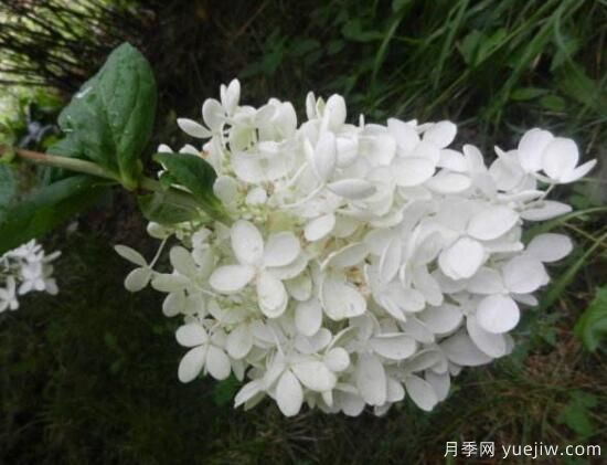 繡球花有哪些品種，繡球花品種圖片大全(圖10)