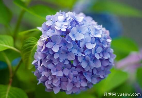 繡球花有哪些品種，繡球花品種圖片大全(圖7)