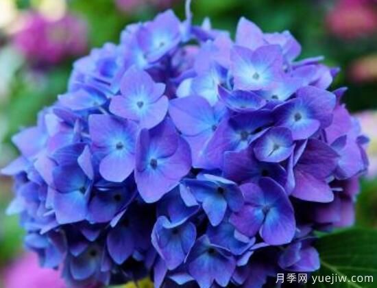 繡球花有哪些品種，繡球花品種圖片大全(圖6)