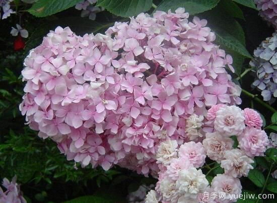 繡球花有哪些品種，繡球花品種圖片大全(圖12)