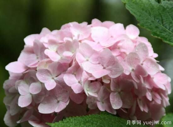 繡球花有哪些品種，繡球花品種圖片大全(圖11)