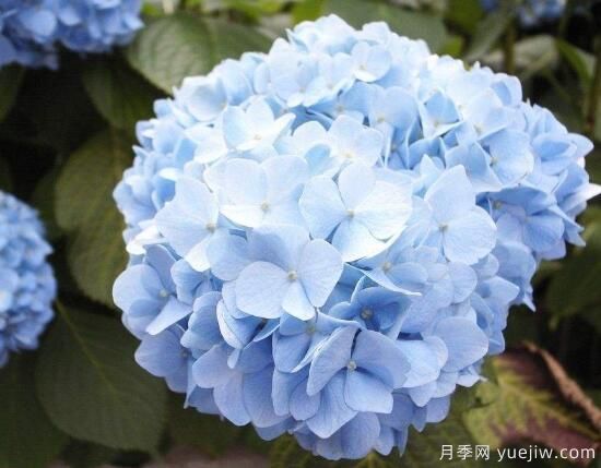 繡球花有哪些品種，繡球花品種圖片大全(圖5)