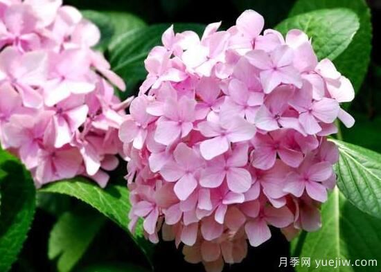 繡球花有哪些品種，繡球花品種圖片大全(圖13)