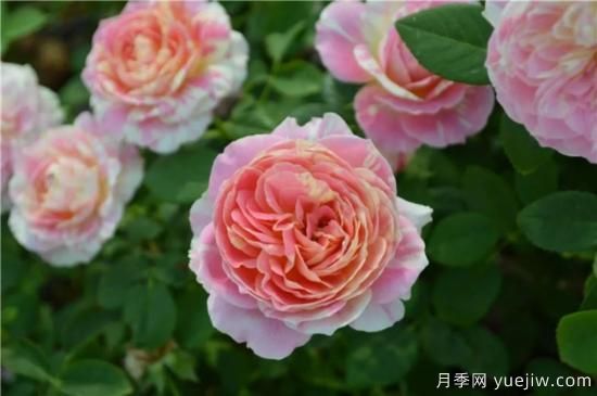 推薦8個(gè)勤花月季品種，輕松爆盆，***值得擁有(圖3)