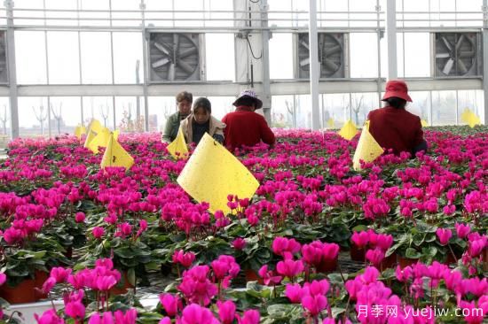揚州高郵：每天發(fā)貨30萬(wàn)株，花工廠(chǎng)綻放鄉村振興致富花(圖1)