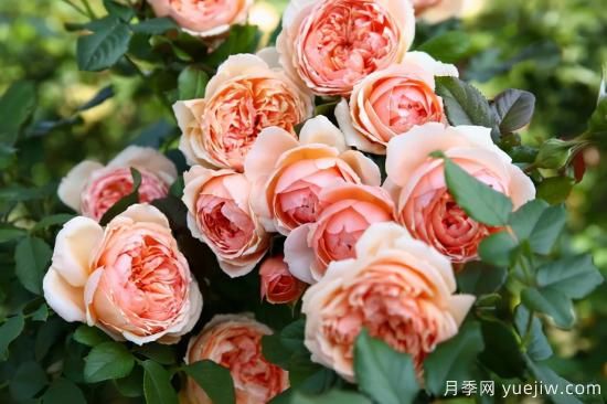 推薦適合陽(yáng)臺的11種月季，漂亮好養四季開(kāi)花(圖2)