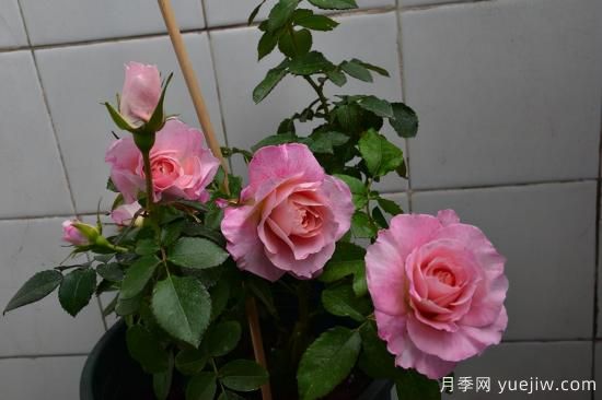 推薦適合陽(yáng)臺的11種月季，漂亮好養四季開(kāi)花(圖3)
