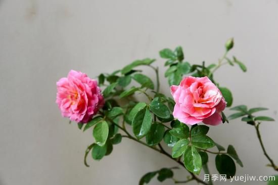 推薦適合陽(yáng)臺的11種月季，漂亮好養四季開(kāi)花(圖4)